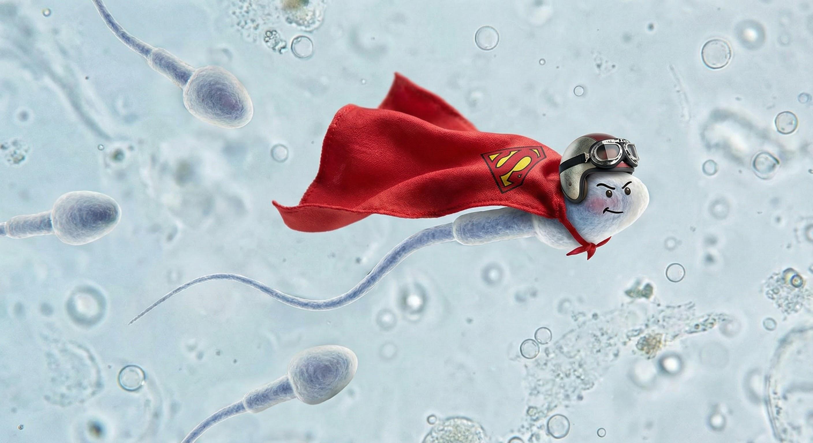 Gerçekle Mitlerin Kesişiminde: Sperm Hücreleri