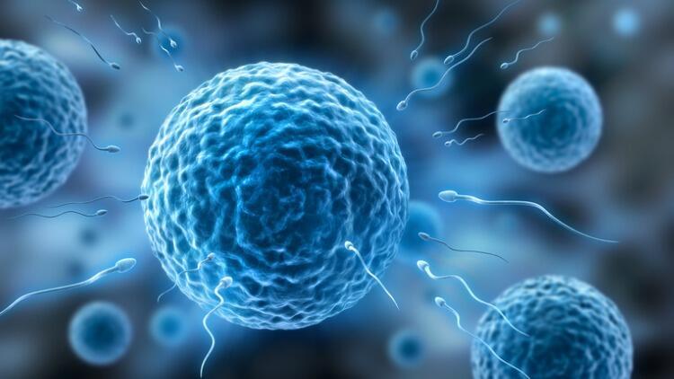 Vazektomi mitleri artık geride kaldı